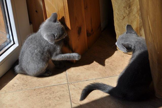dwa małe kotki rosyjskie