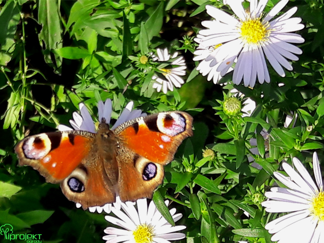 rusałka pawik kolorowy motyl na kwiatkach astra belgijskiego byliny jesienią IPROJEKT
