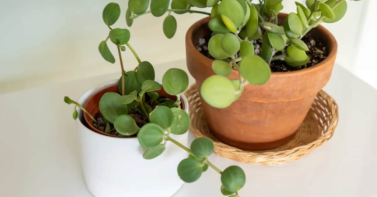 Pieniążek: Jak ta roślina przyciąga bogactwo i szczęście?